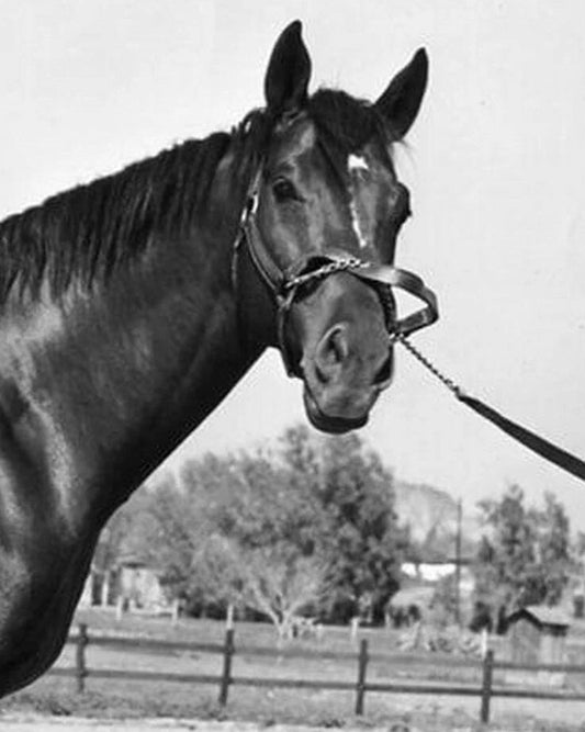 Assault Magnet Horse Racing Picture Close Up