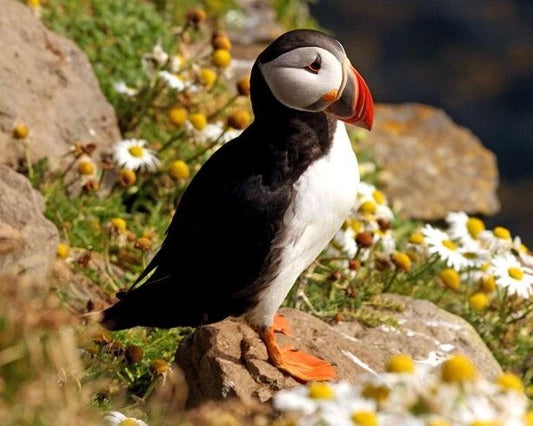 Atlantic Puffin Glossy Keychain Bird Print Seabird Species Keychain