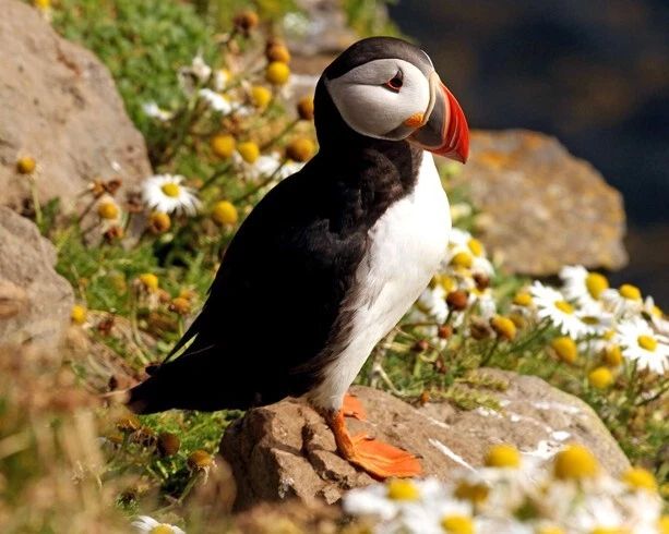 Atlantic Puffin Glossy Magnet Bird Print Seabird Species Magnet