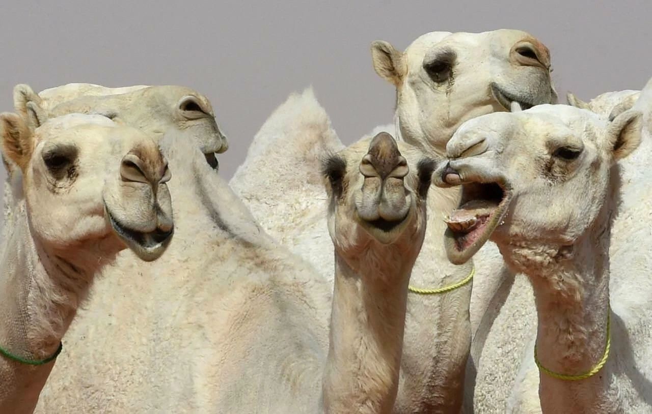 A Group Of Cute Camels In The Desert Hump Picture Magnet Magnet Wall Art Print
