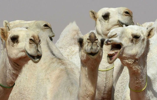 A Group Of Cute Camels In The Desert Hump Picture Keychain Keychain Wall Art Print