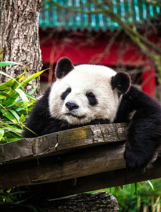 A Sad But Cute Panda Bear Banner Magnet Picture Magnet Print