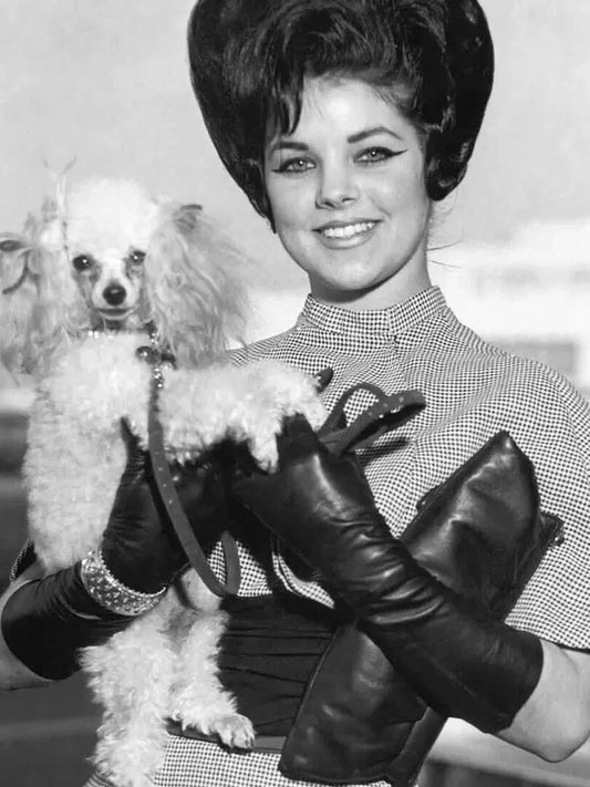 Actress Priscilla Presley Publicity Picture Magnet Print