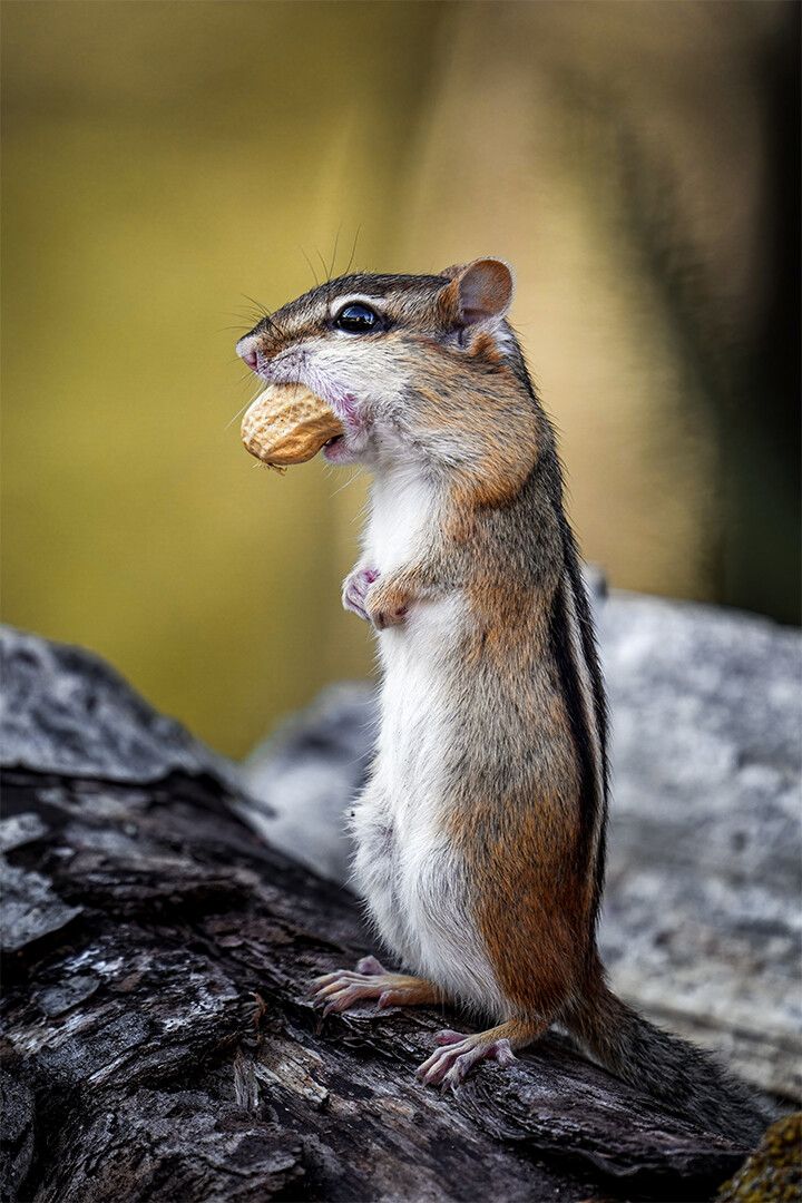 Adorable Fluffy Chipmunk Gnawing Nut In Forest Art Wall Decor Jigsaw Puzzle