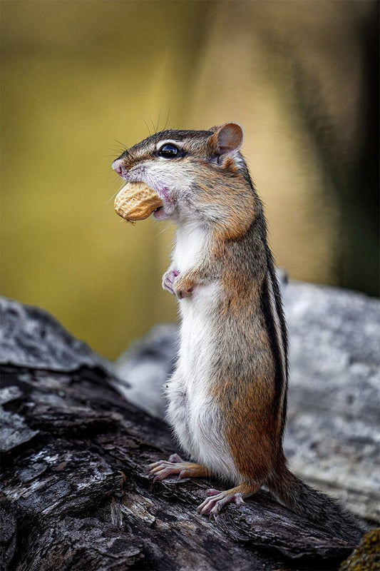 Adorable Fluffy Chipmunk Gnawing Nut In Forest Art Wall Decor Jigsaw Puzzle