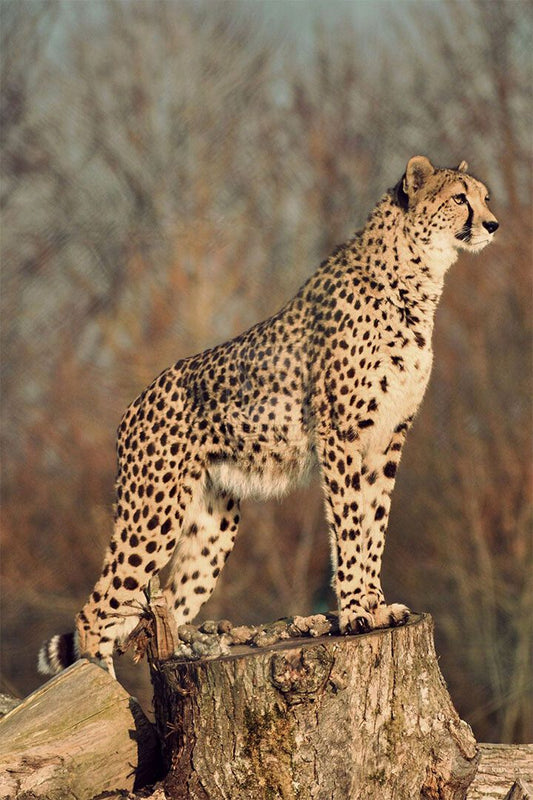 African Cats Lions Cheetahs Nature Documentary Film Room Decor Jigsaw Puzzle