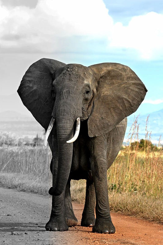 African Elephant Black And White Animals Jigsaw Puzzle