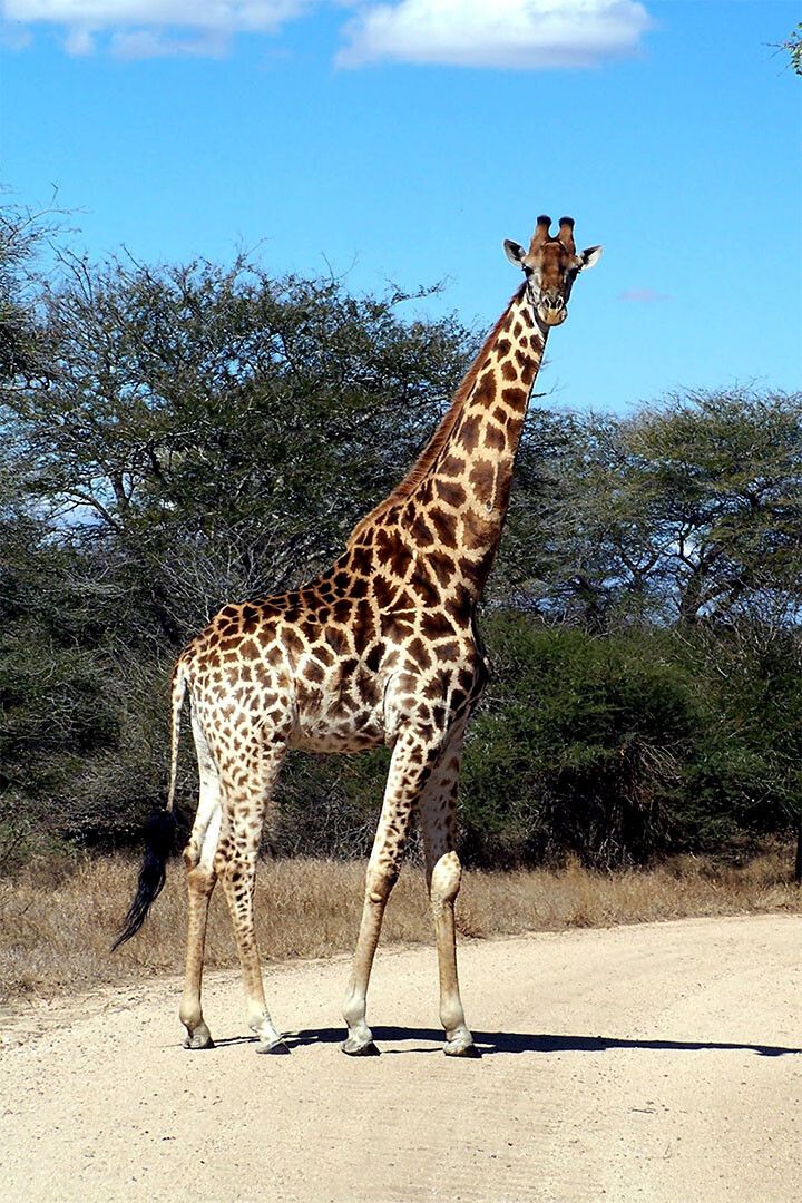 African Giraffes Lover Animals Landscape Painting Wall Art Home Poster