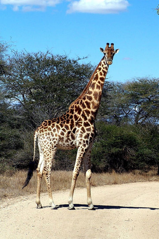 African Giraffes Lover Animals Landscape Painting Jigsaw Puzzle