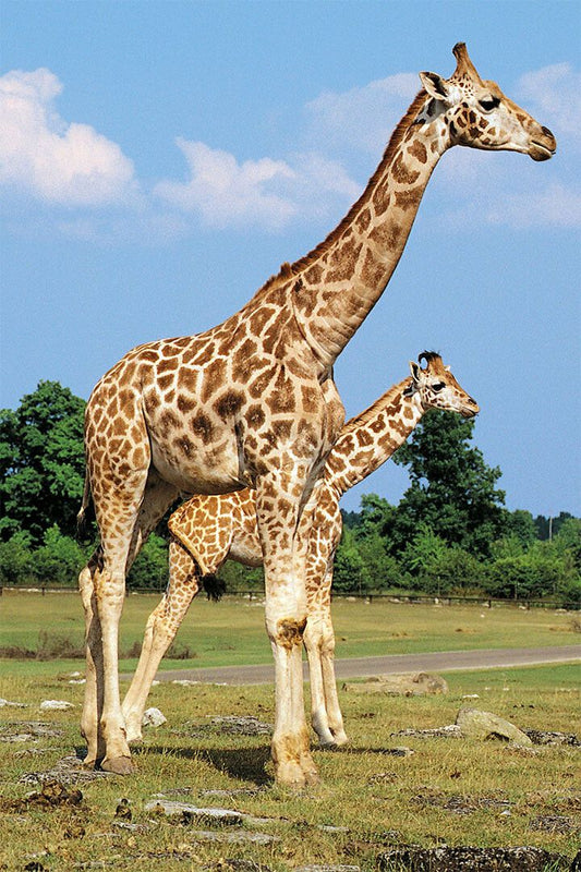 African Giraffes Lover Landscape Animals Painting Jigsaw Puzzle