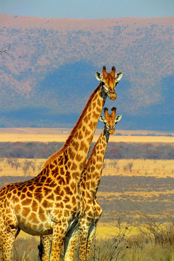 African Giraffes Lover Landscape Animals Print Jigsaw Puzzle