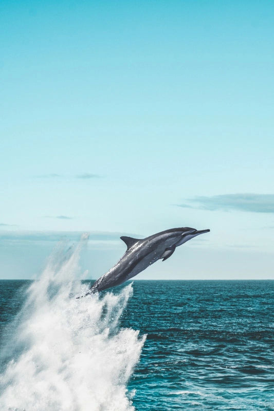 Amazing Jumping Dolphin Poster Picture Photo Fish Ocean Beach Tropical Water