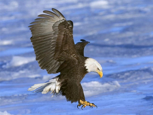 American National Bird & Symbol Of Freedom The Bald Eagle Picture Magnet