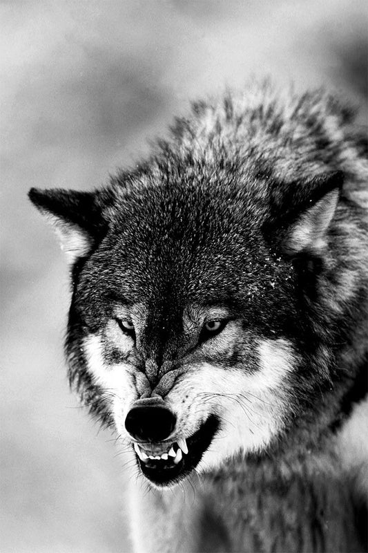 Angry Wolf Black White Animals Picture Painting Jigsaw Puzzle