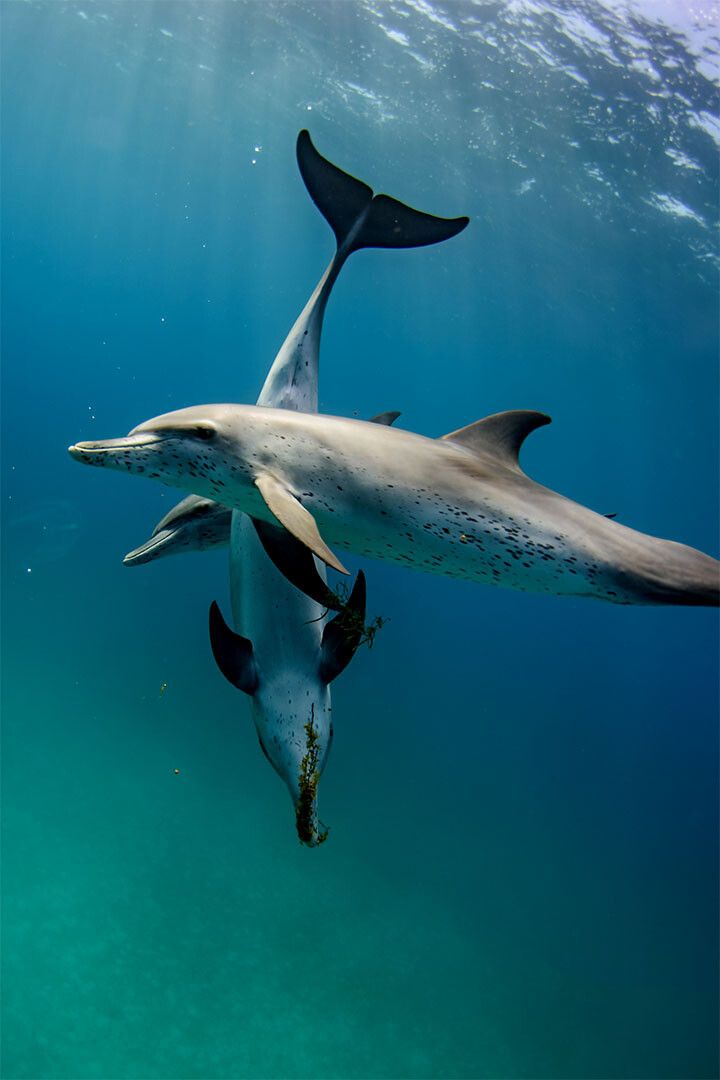 Animal Atlantic Dolphins Aquatic Life Print Painting Wall Decor Poster