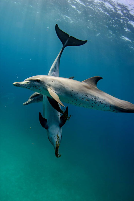 Animal Atlantic Dolphins Aquatic Life Print Painting Wall Decor Jigsaw Puzzle