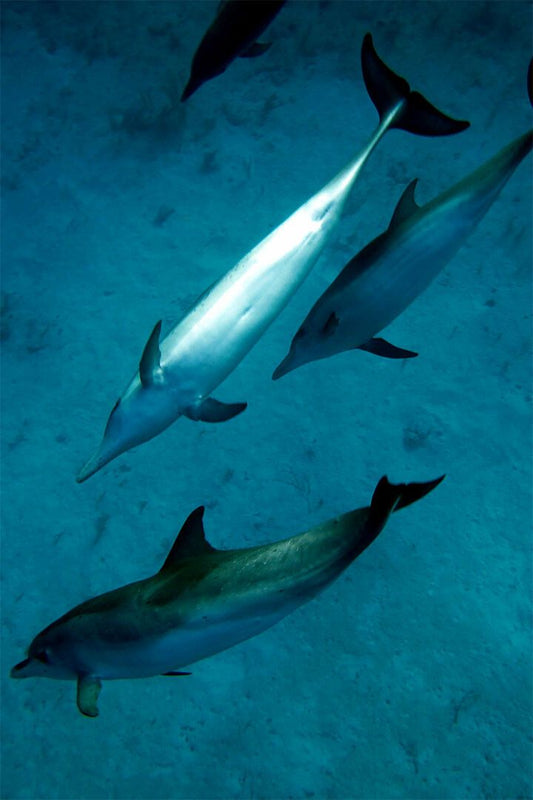 Animal Atlantic Dolphins Aquatic Mammals Painting Wall Home Decor Jigsaw Puzzle