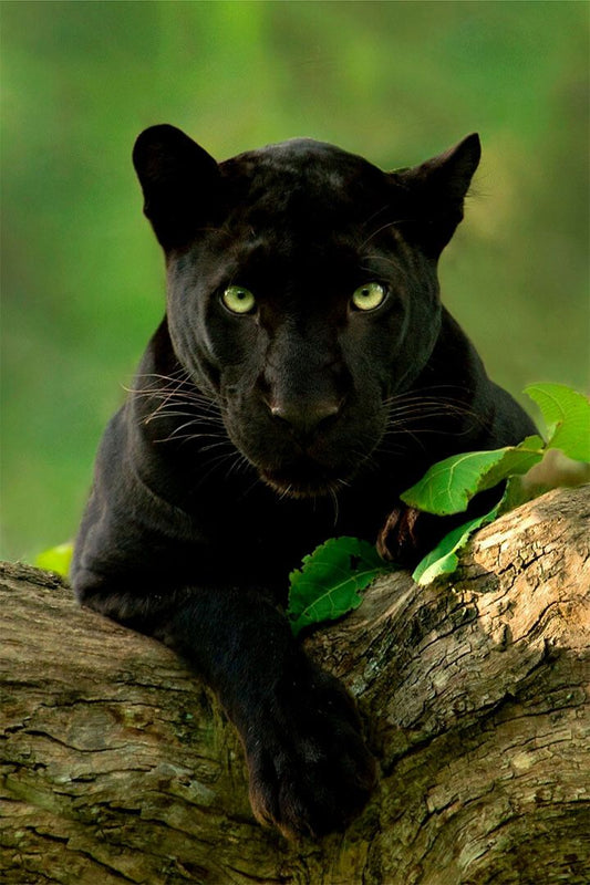 Animal Black Panther Jigsaw Puzzle Print Painting Jigsaw Puzzle
