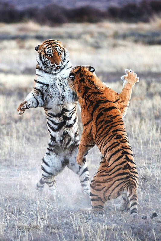Animal Clash Of The Tigers Nature Forest Print Wall Home Decor Jigsaw Puzzle