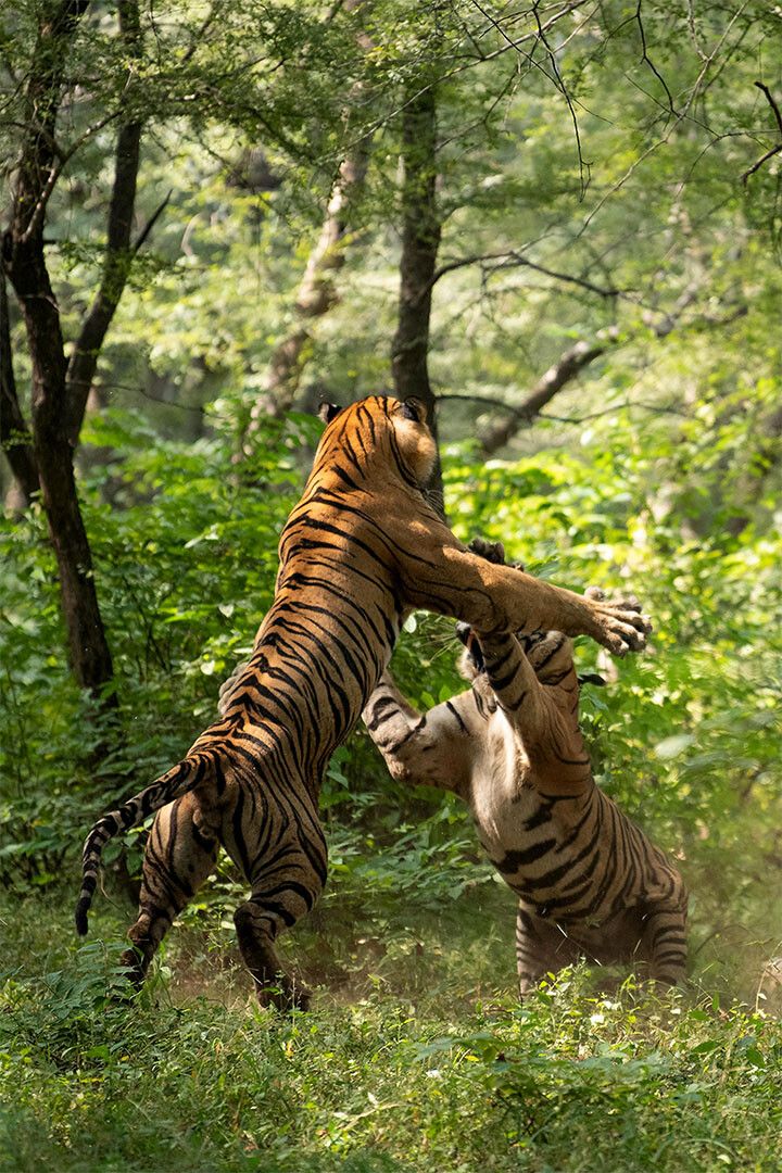 Animal Forest Clash Of The Tigers Painting Print Wall Art Home Poster
