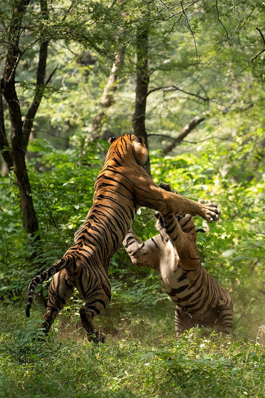 Animal Forest Clash Of The Tigers Painting Print Jigsaw Puzzle