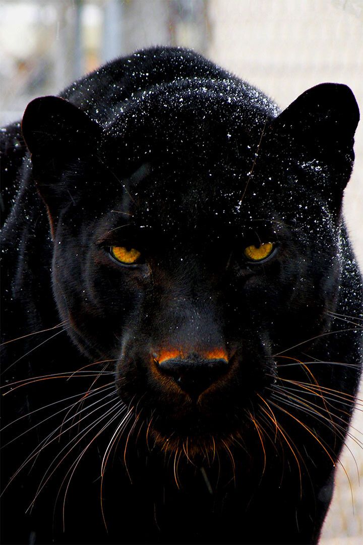 Animal Mean Black Panther Print Painting Wall Art Home Decor Poster