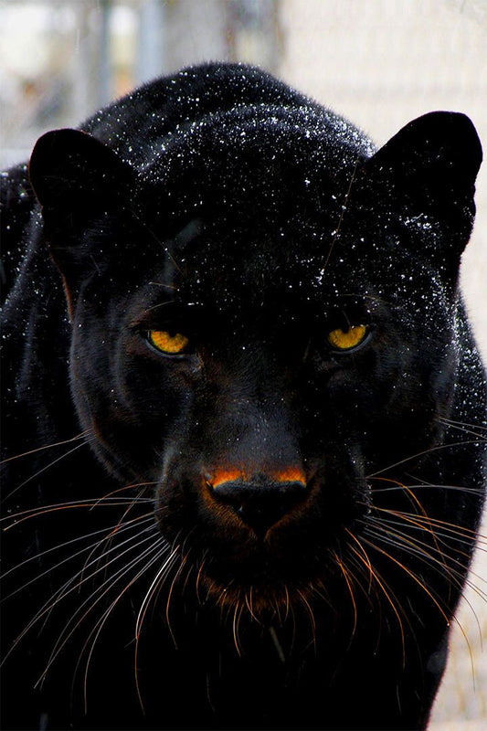 Animal Mean Black Panther Print Painting Jigsaw Puzzle