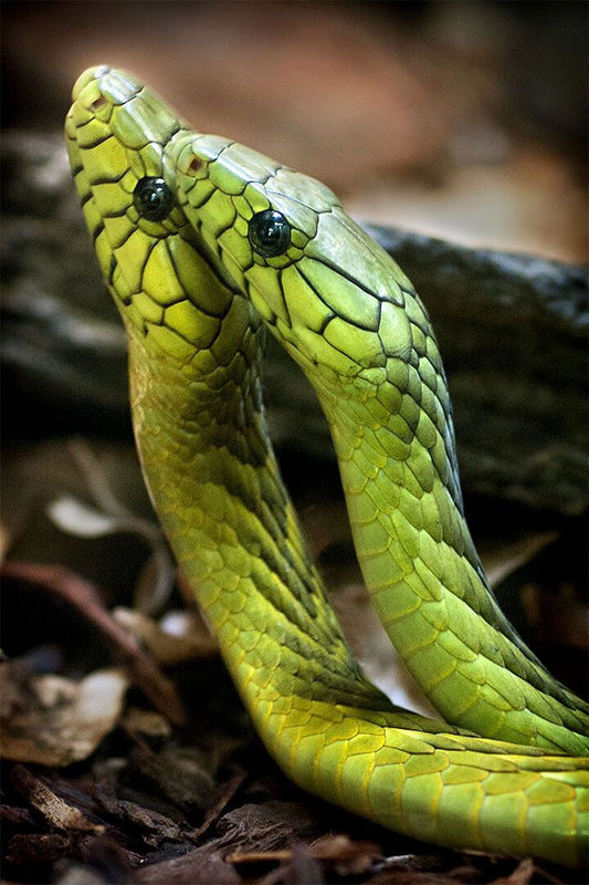 Animals Snakes Reptiles Nature Painting Print Jigsaw Puzzle