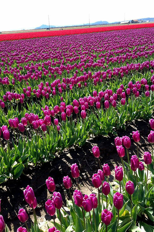 Army Tulip Field And Mount Hood Landscape Jigsaw Puzzle