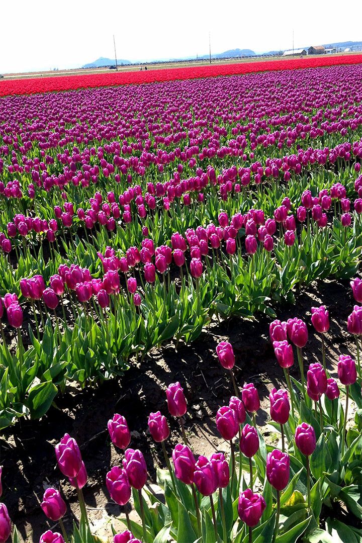 Army Tulip Field And Mount Hood Landscape Keychain