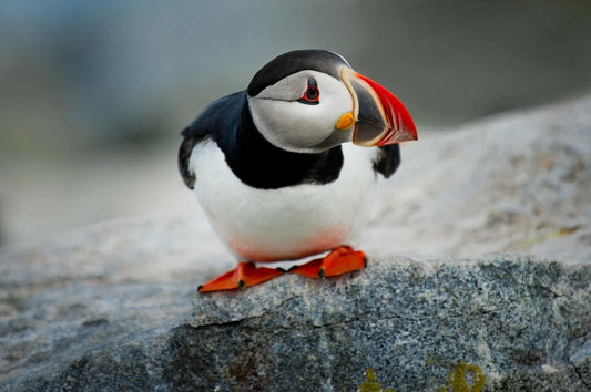 Atlantic Puffin On Rock Cute Bird Portrait Picture Keychain Keychain Print Wall Art