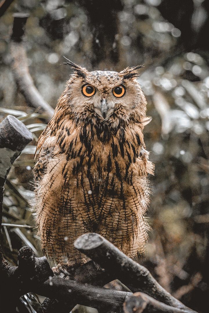 Attentive Brown Owl Sitting On Tree Art Wall Decor Jigsaw Puzzle