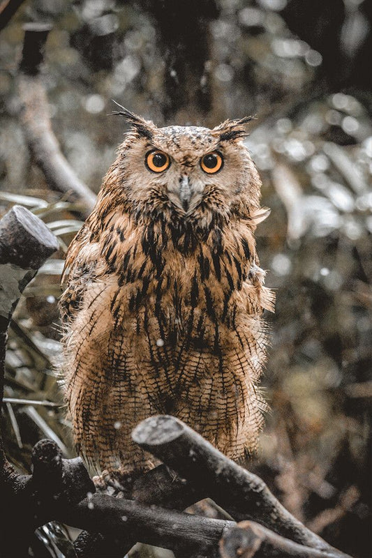 Attentive Brown Owl Sitting On Tree Art Wall Decor Jigsaw Puzzle