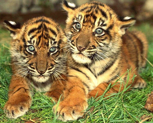 Baby Tiger Cubs Glossy Keychain Animal Print Keychain Cat