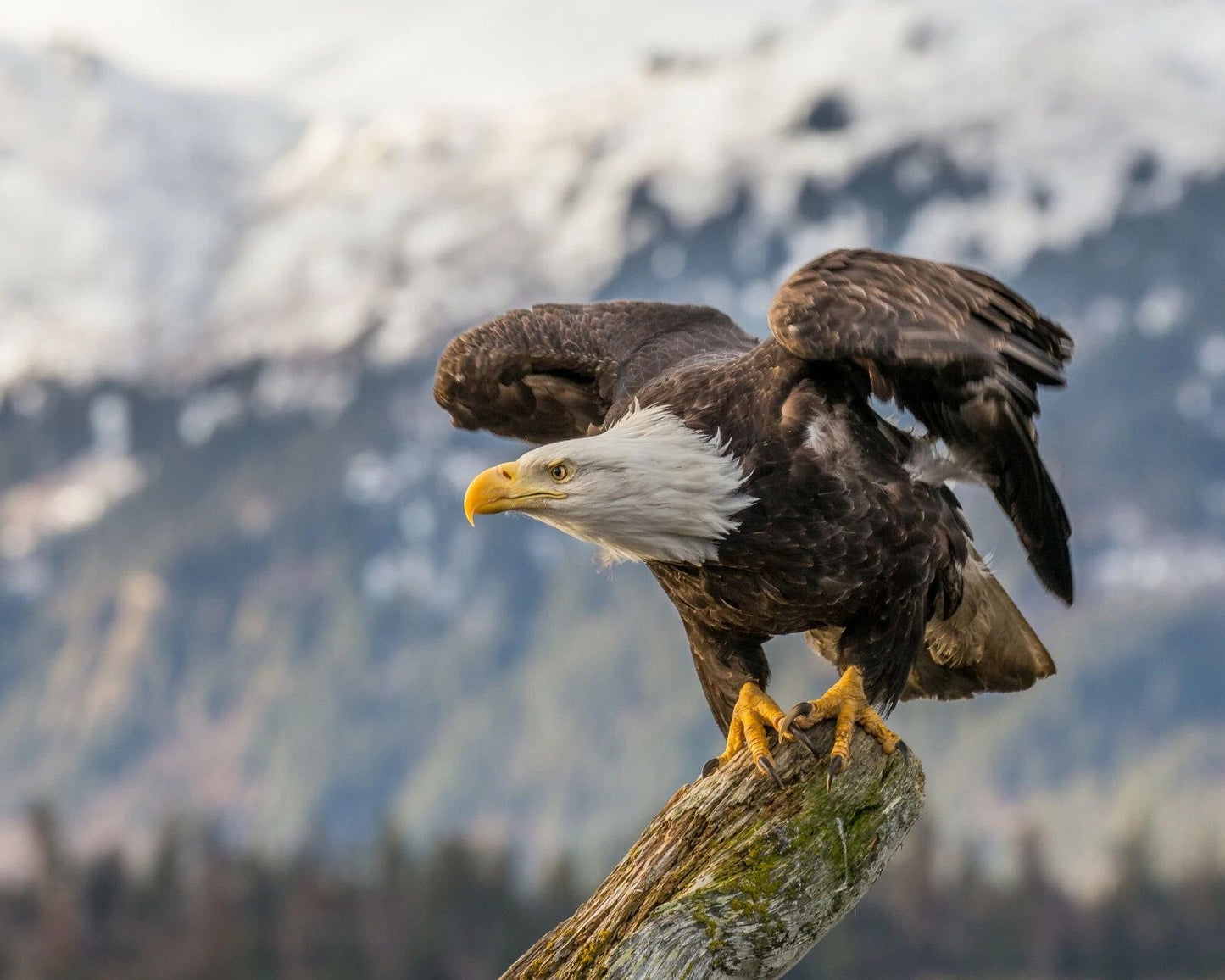 Bald Eagle Magnet Picture Magnet Print American Usa Bird Freedom Us