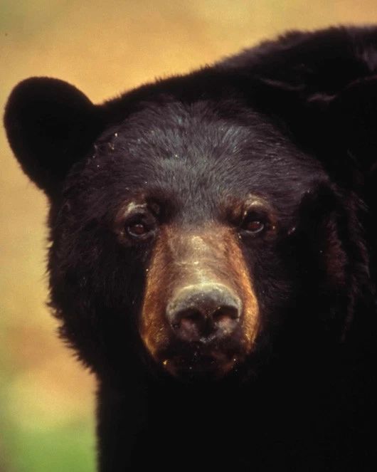 Black Bear Glossy Photo Nature Wildlife Print Poster