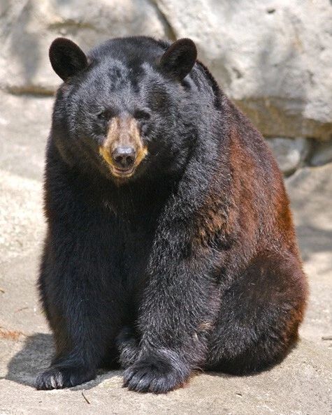 Black Bear Glossy Keychain Nature Wildlife Keychain 1