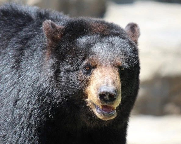 Black Bear Glossy Magnet Portrait Wildlife Print Nature Magnet