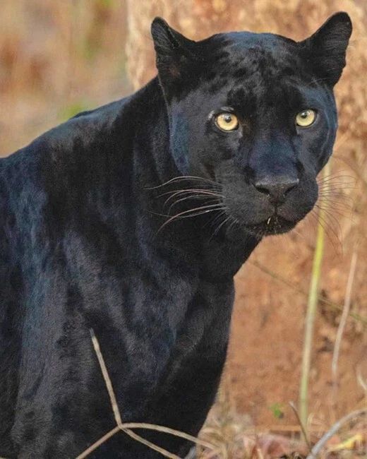 Black Panther Glossy Keychain Animal Print Art Keychain Wild Cat Portrait
