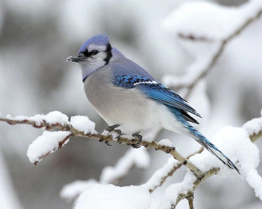 Blue Jay Glossy Photo Animal Print Winter Poster Wildlife Bird Canada 1