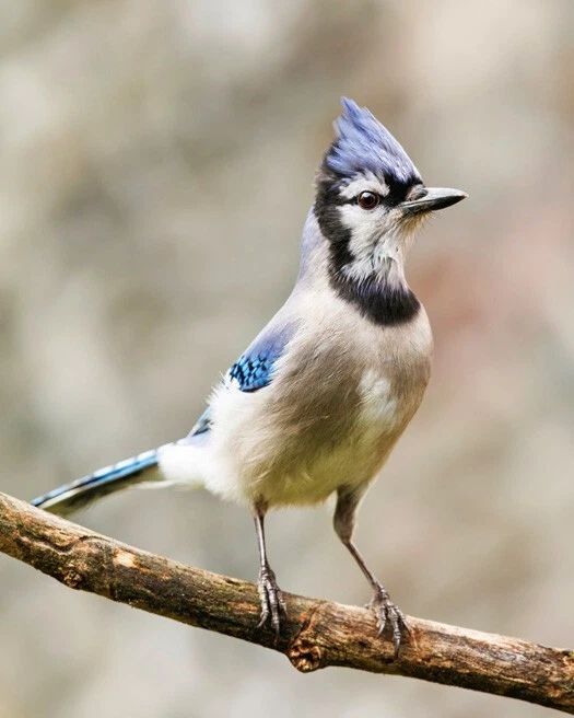 Blue Jay Glossy Photo Animal Print Winter Poster Wildlife Bird Canada 2
