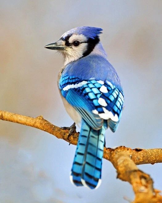 Blue Jay Glossy Keychain Animal Print Winter Keychain Wildlife Bird Canada 3