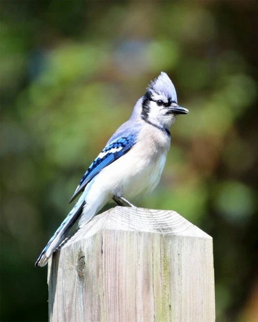 Blue Jay Glossy Photo Animal Print Winter Poster Wildlife Bird Canada 4