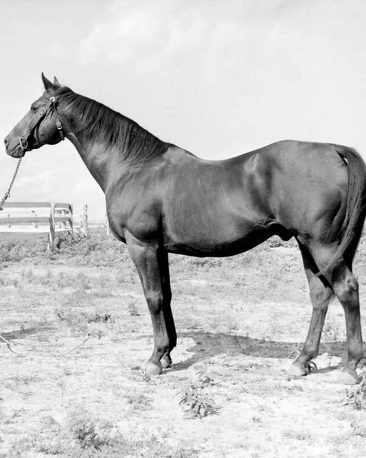Bold Venture Magnet Horse Racing Picture Bw