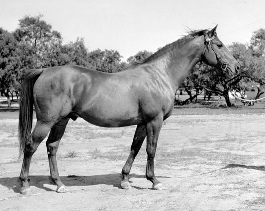 Bold Venture Magnet Horse Racing Picture
