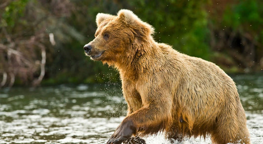 Brown Bear Magnet Picture Magnet Print North America River Wet Grizzly