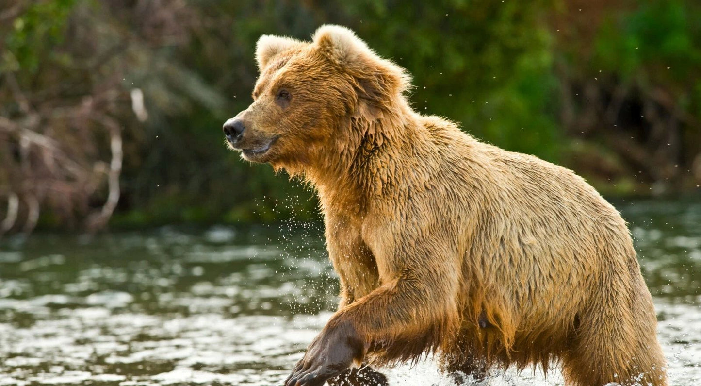 Brown Bear Poster Picture Photo Print North America River Wet Grizzly