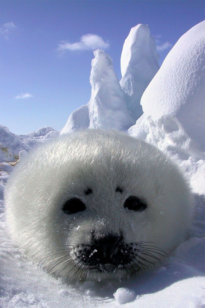 Baby Harp Seal Animal Fish And Marine Painting Wall Home Decor Jigsaw Puzzle