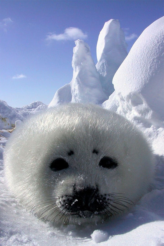 Baby Harp Seal Animal Fish And Marine Painting Wall Home Decor Jigsaw Puzzle