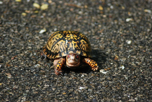 Baby Sea Turtle Photo Picture Poster Print Amphibian Ocean Cute Adorable Water
